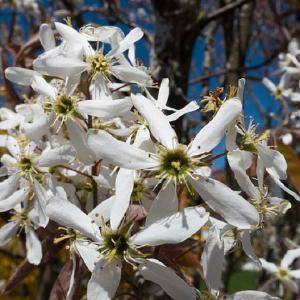 Amelanchier canadensis