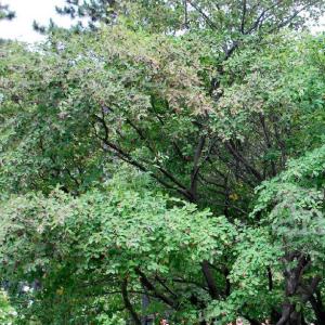 Amelanchier canadensis