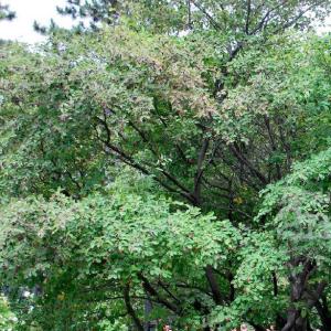 Amelanchier canadensis