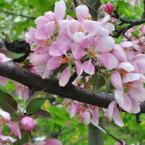 Malus Makamik