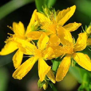 Hypericum perforatum