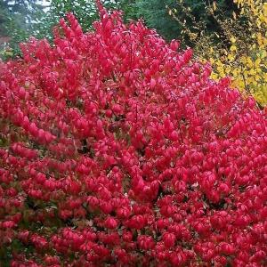 Euonymus alatus ‘Compactus’