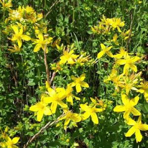 Hypericum perforatum