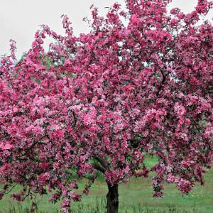 Malus Makamik