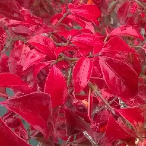 Euonymus alatus ‘Compactus’