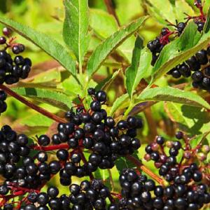 Sambucus canadensis