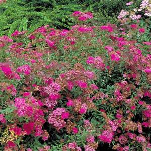 Spiraea bumalda x ‘Anthony Waterer’