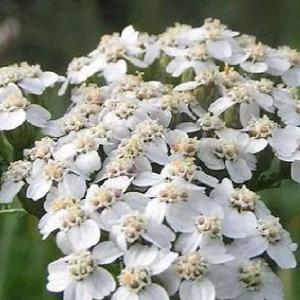 Achillea millefolium