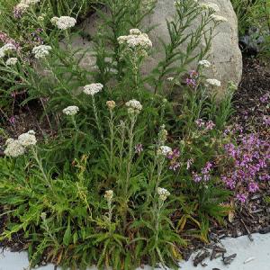 Achillea millefolium