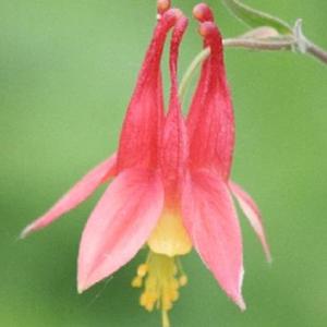 Aquilegia canadensis