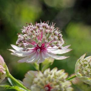 Astrantia major ‘Roma’
