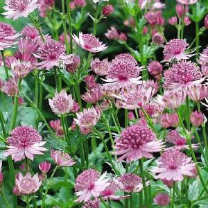 Astrantia major ‘Roma’
