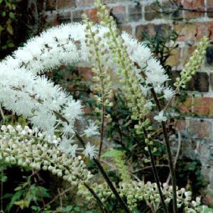 Cimicifuga ramosa ‘Brunette’