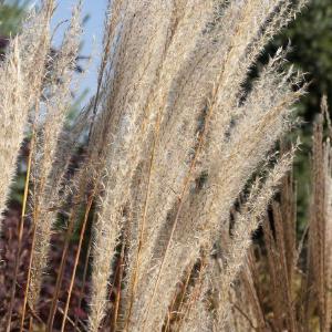 Matteuccia struthiopteris