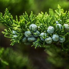 Juniperus communis ‘Gnom’