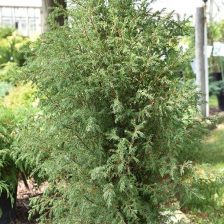 Juniperus communis ‘Gnom’